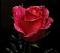 hesam